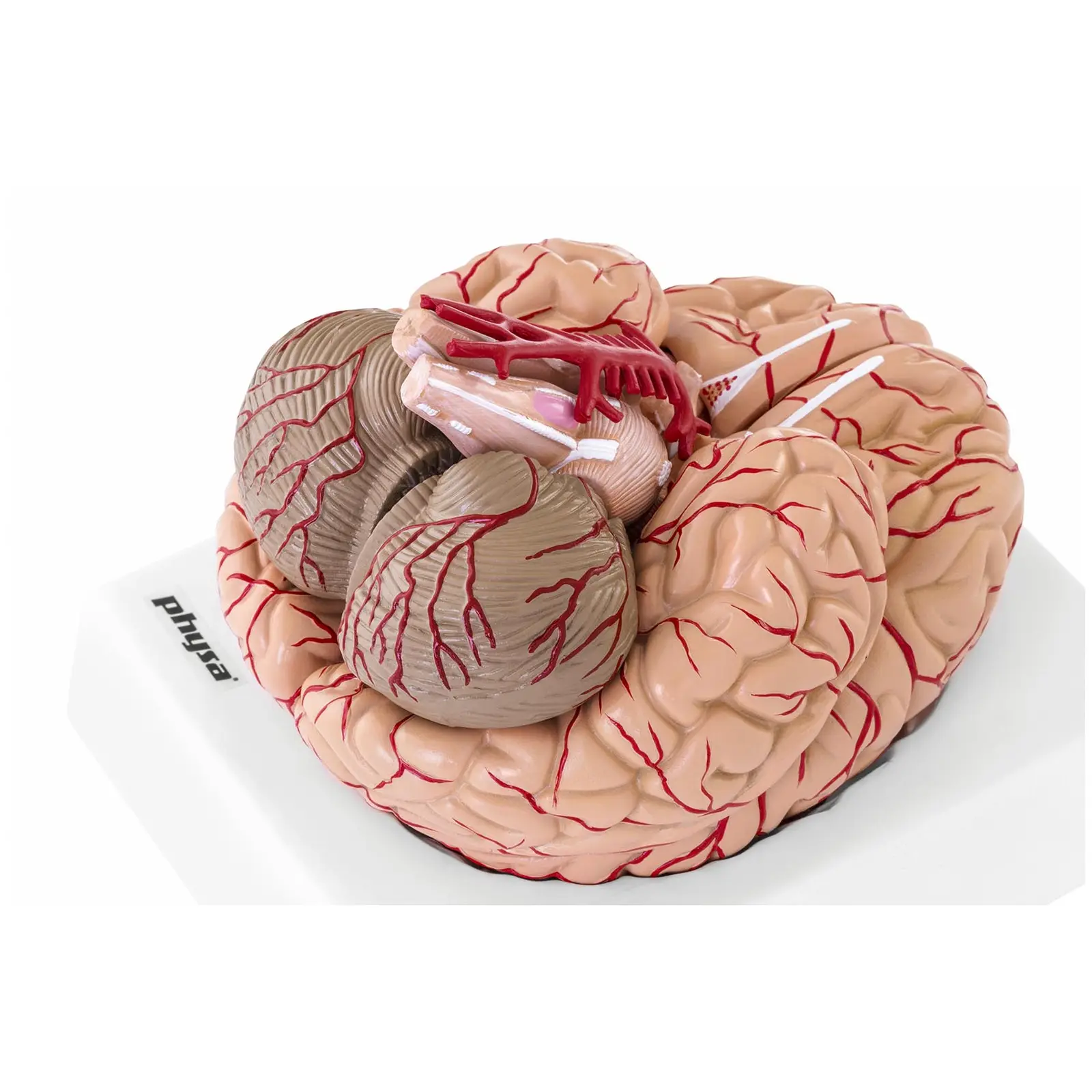 Model mózgu - 9 segmentów - naturalnej wielkości