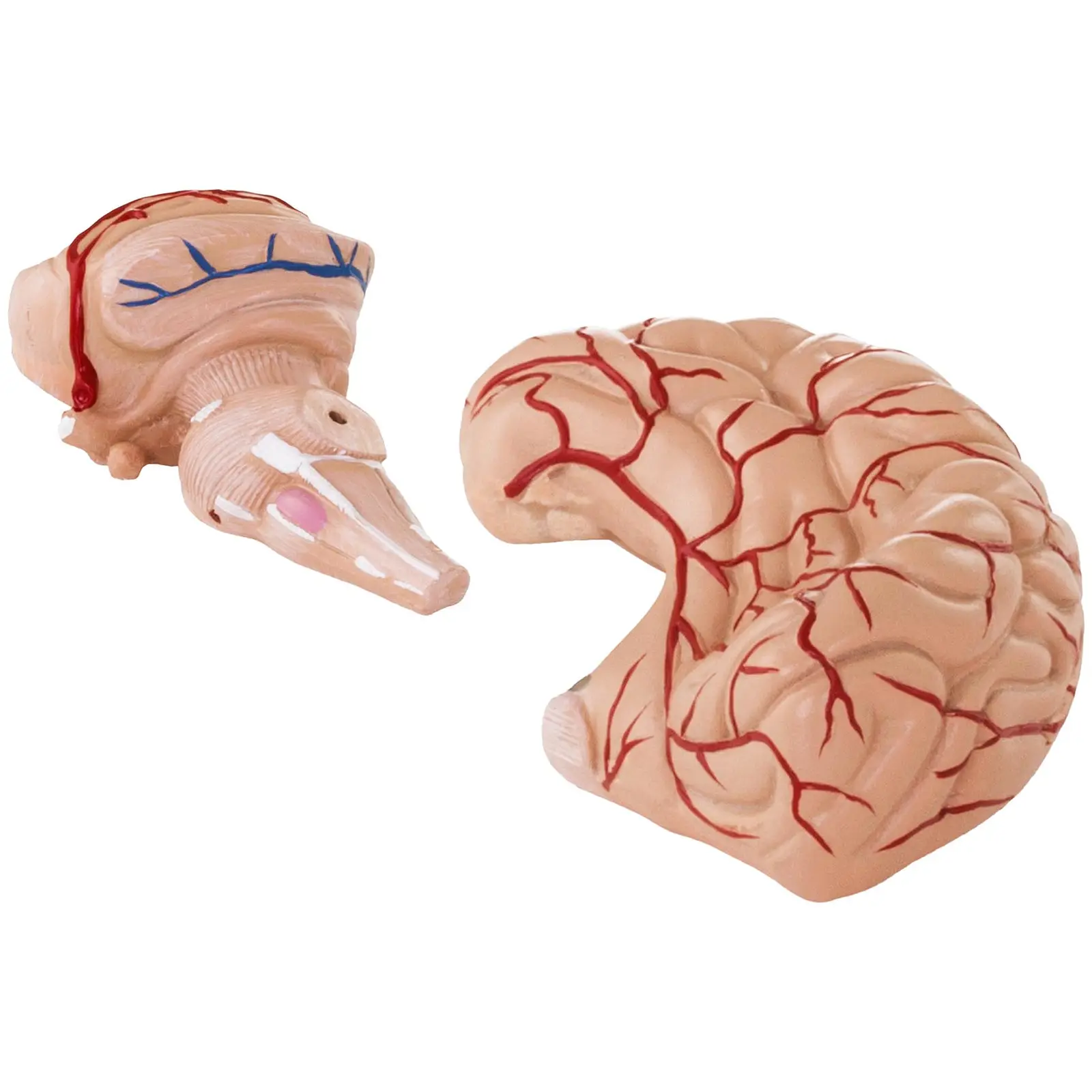 Model mózgu - 9 segmentów - naturalnej wielkości
