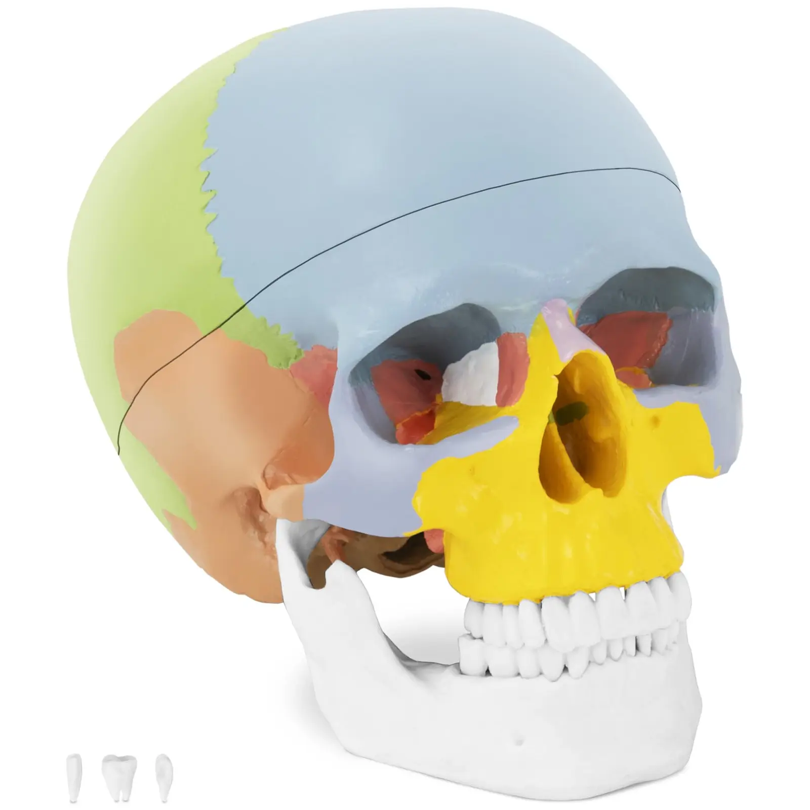 Czaszka człowieka - model anatomiczny - kolorowy