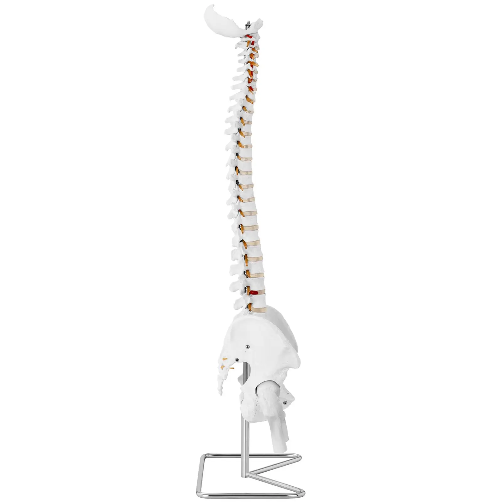 Kręgosłup z miednicą męską - 86 cm - model anatomiczny