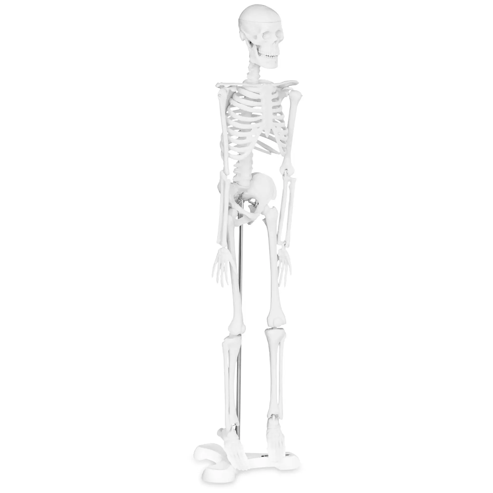 Szkielet człowieka - model anatomiczny - 47 cm