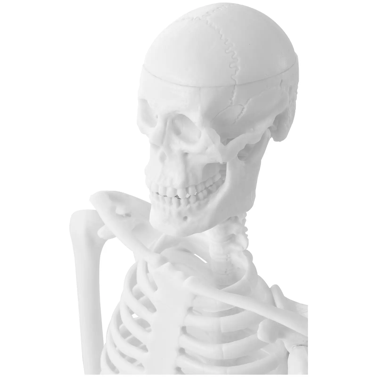 Szkielet człowieka - model anatomiczny - 47 cm