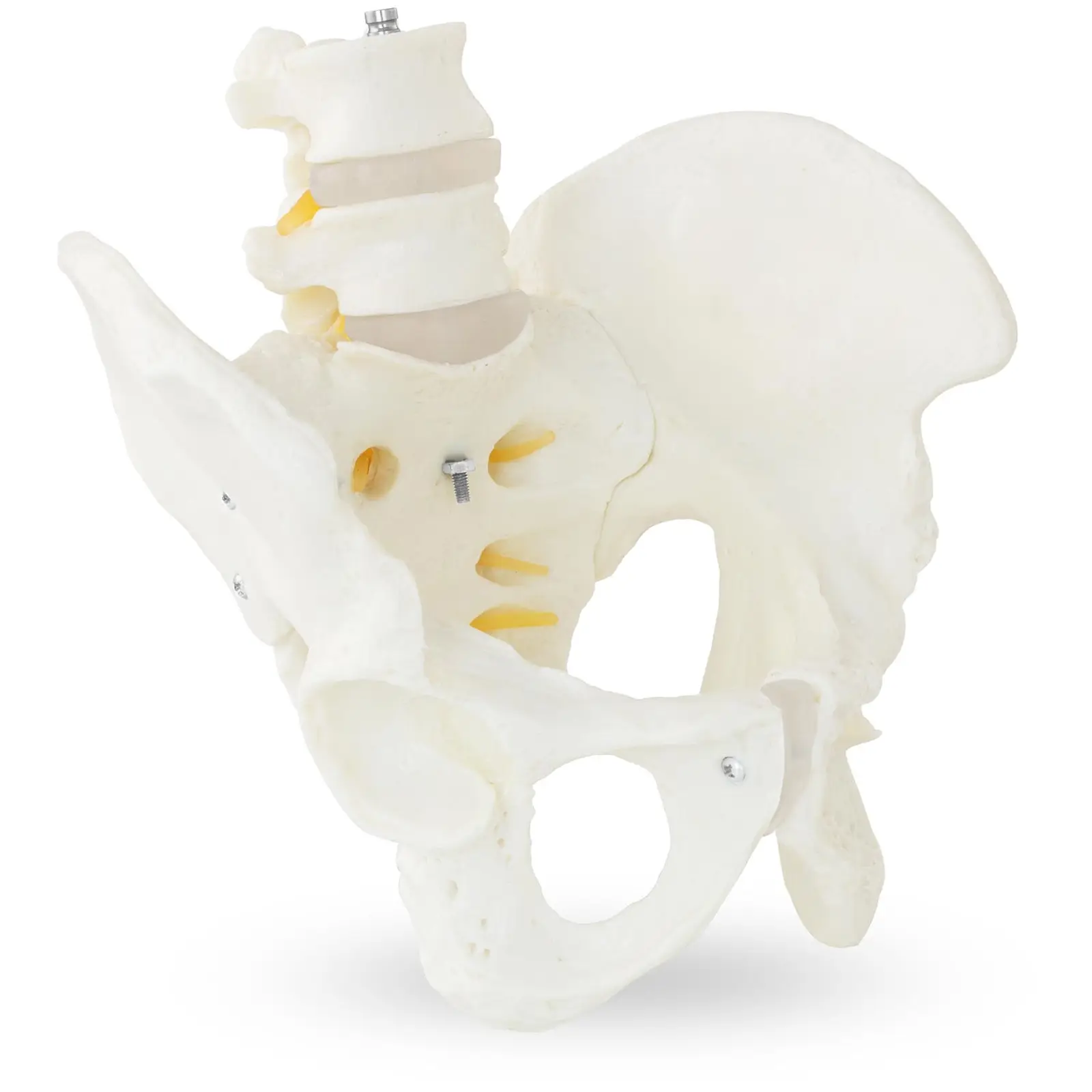 Miednica z kręgami lędźwiowymi - model anatomiczny