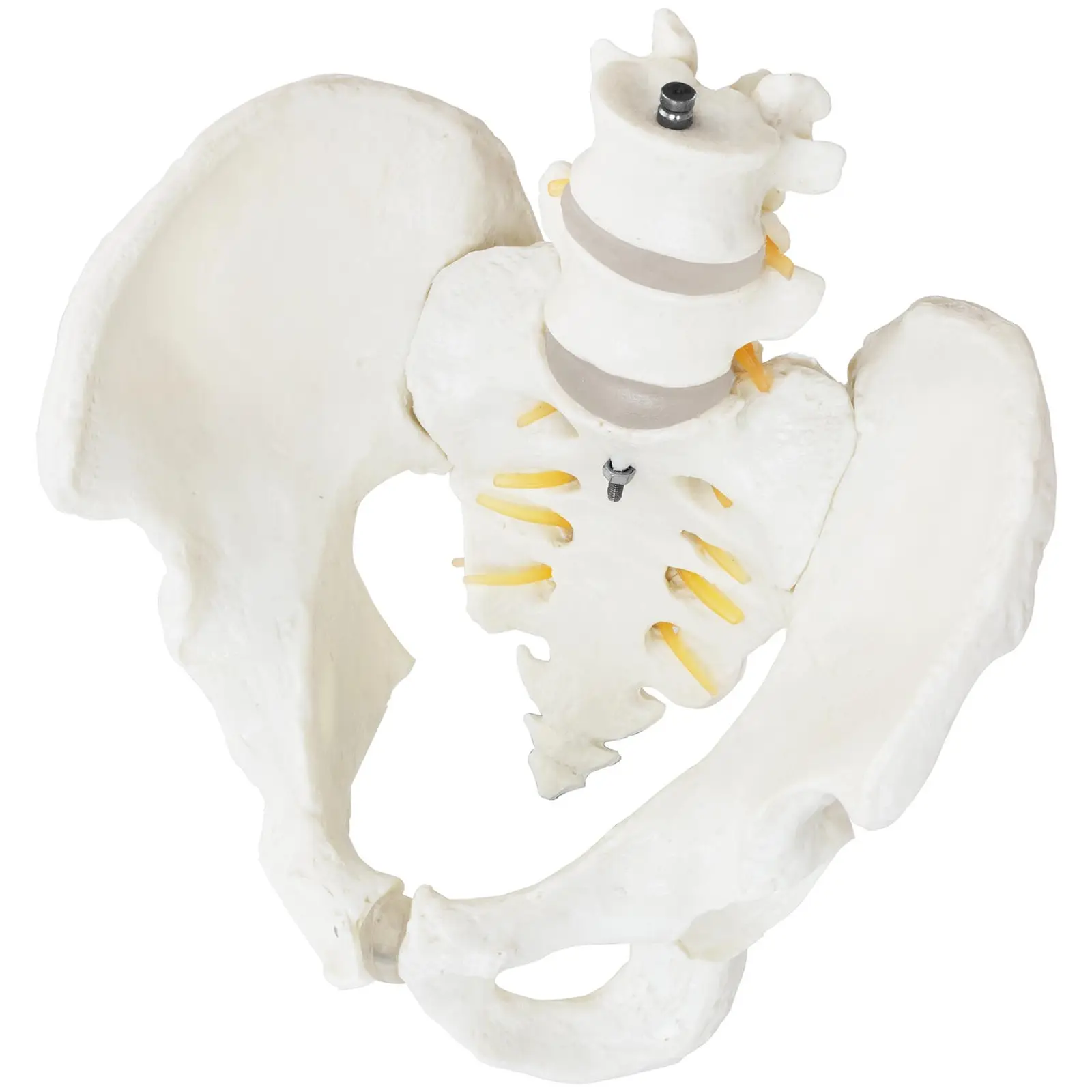 Miednica z kręgami lędźwiowymi - model anatomiczny