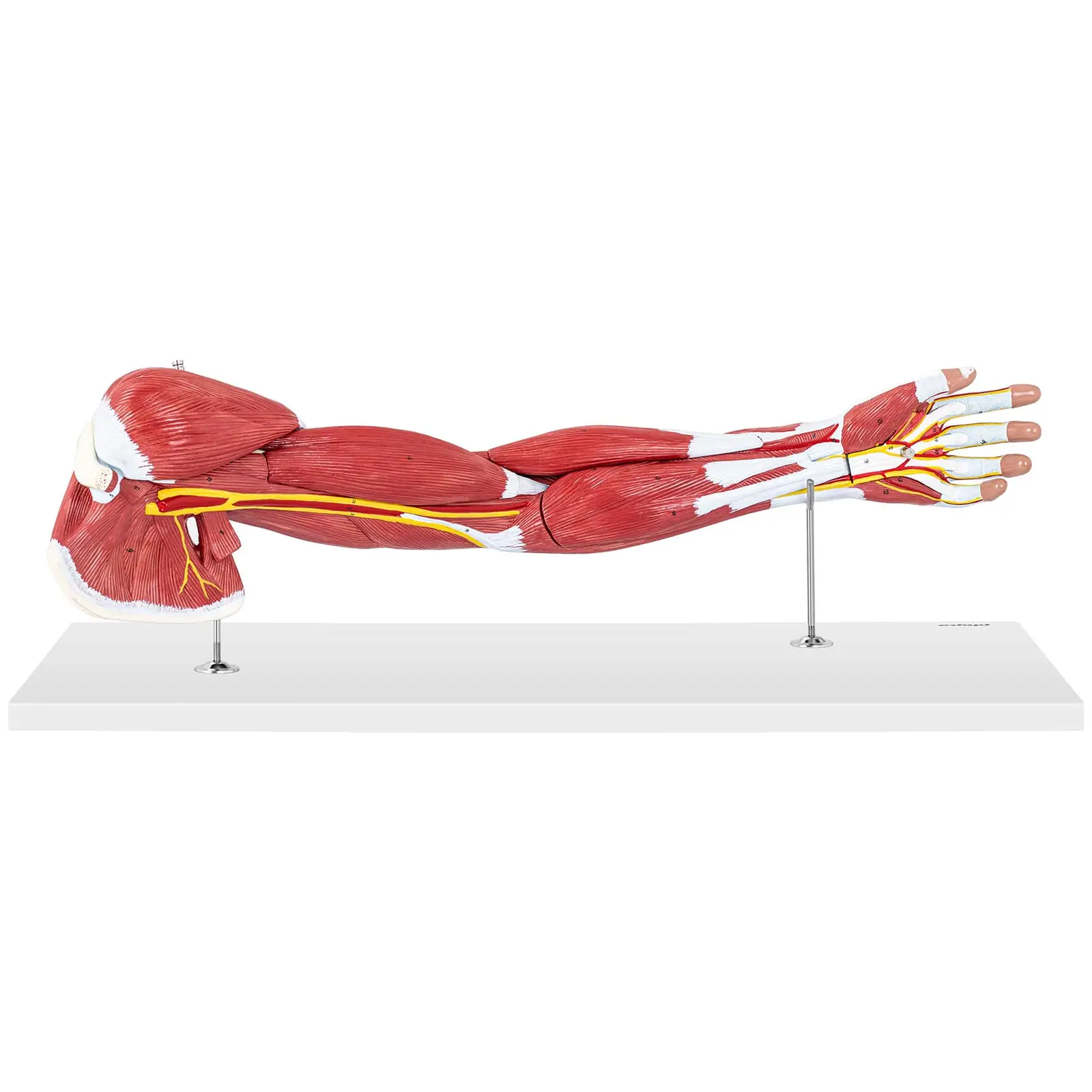 Ramię - model anatomiczny