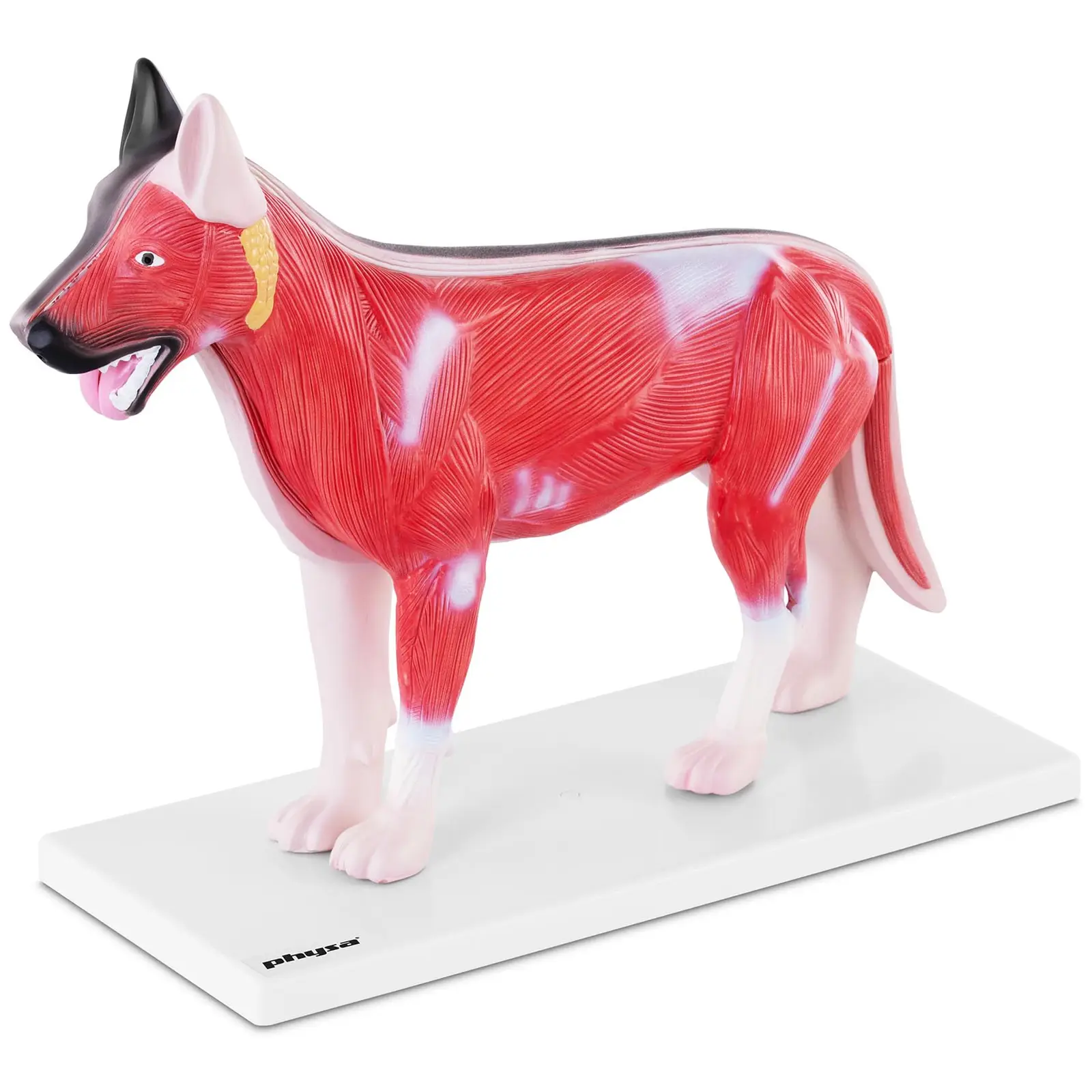 Pies - model anatomiczny