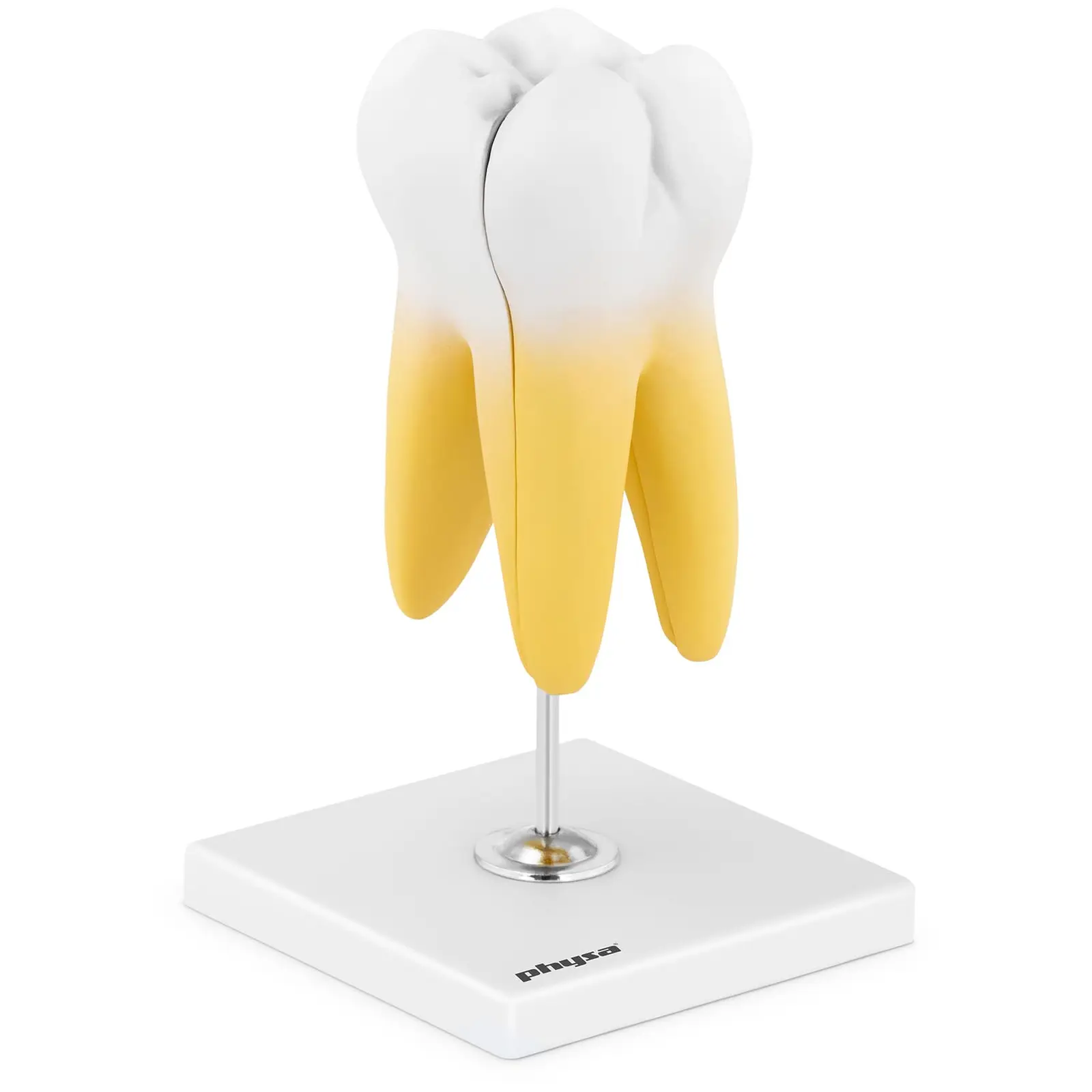 Ząb trzonowy - model anatomiczny